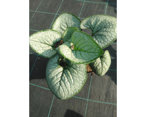 Brunnera macrophylla ‘Silver Heart’