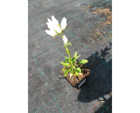 Campanula glomerata ‘Alba’