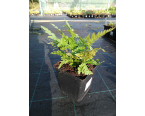 Dryopteris erythrosora