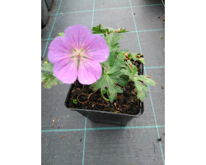 Geranium ‘Rozanne’