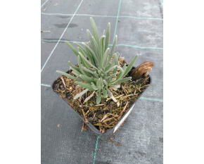Lavandula x inter. ‘Phenomenal’