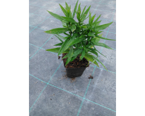 Aster dumosus ‘Prof. A. Kippenberg’