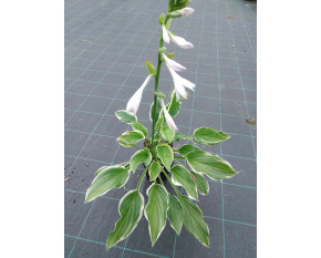 Hosta ‘So Sweet’