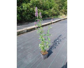 Agastache ‘Black Adder’