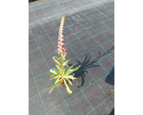 Digitalis parviflora