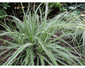 Luzula nivea ‘Lucius’