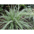 Luzula nivea ‘Lucius’