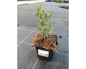 Hyssopus officinalis