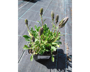 Campanula bellidifolia