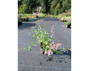 Nepeta racemosa ‘Walker's Low’