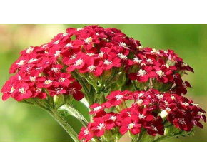 Achillea millefolium ‘Red Velvet’