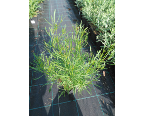 Coreopsis ‘Bengal Tiger’