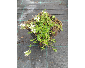 Thymus serpyllum ‘Albus’