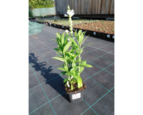 Physostegia virginiana ‘Alba’