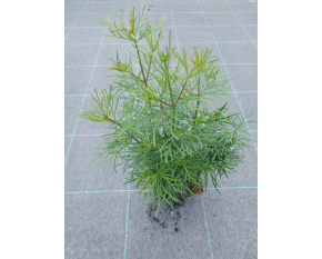 Coreopsis verticillata ‘Zagreb’