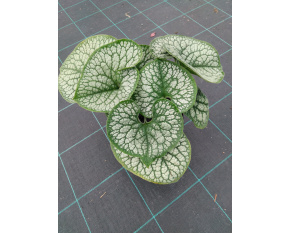 Brunnera macrophylla ‘Sea Heart’