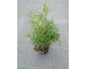 Coreopsis verticillata ‘Grandiflora’