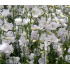 Campanula persicifolia ‘White’