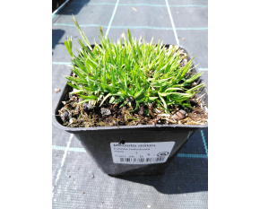 Minuartia stellata