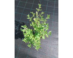 Calamintha grandiflora