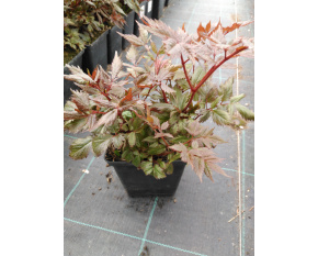 Astilbe x arendsii ‘Fanal’