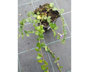 Vinca minor