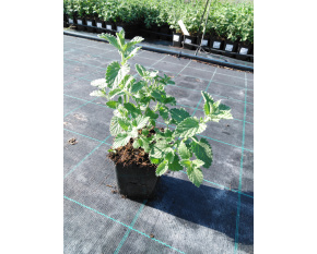 Nepeta racemosa ‘Six Hills Giant’