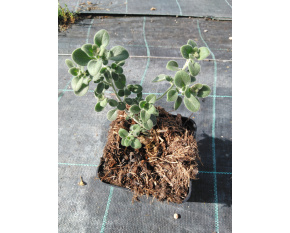 Antirrhinum hispanicum