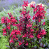 Lobelia speciosa ‘Russian Princess’