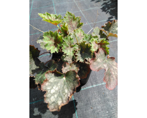 Heuchera americana ‘Marvellous Marble’