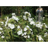 Phlox paniculata ‘Rembrandt’