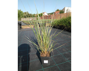 Calamagrostis x acutiflora ‘Overdam’
