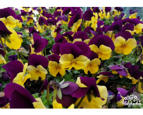 Viola cornuta