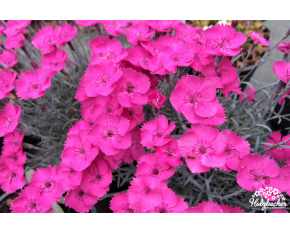 Dianthus ‘Whatfield Magenta’