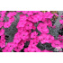 Dianthus ‘Whatfield Magenta’