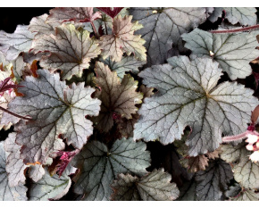 Heucherella ‘Plum Cascade’