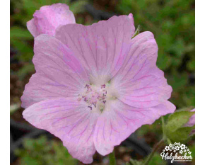 Malva moschata ‘Pink Perfection’
