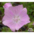 Malva moschata ‘Pink Perfection’