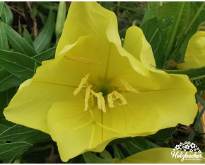 Oenothera missouriensis