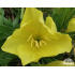 Oenothera missouriensis