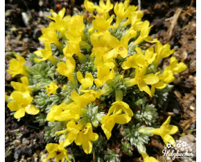 Vitaliana primuliflora ‘subsp. assoana’