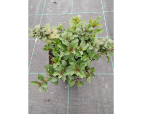 Origanum laevigatum ‘Herrenhausen’
