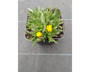Delosperma basuticum ‘Gold Nugget’