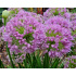 Allium ‘Millenium’