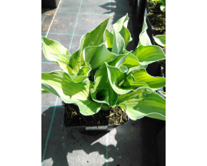Hosta fortunei ‘Albopicta’