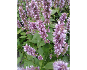 Agastache ‘Blue Fortune’
