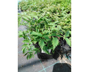 Astilbe chinensis ‘Pumila’