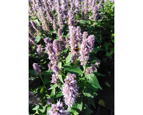Agastache ‘Blue Fortune’
