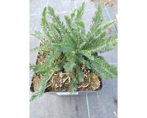 Achillea millefolium ‘Terracotta’
