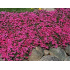 Phlox subulata ‘Scarlet Flame’